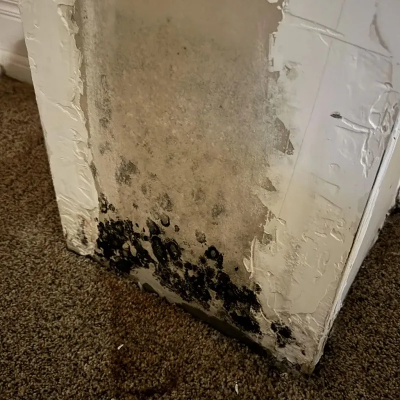Professional Mold Removal in Cowley County, KS